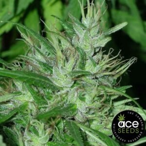 Congo - Ace Seeds Cannabis Samen kaufen - Produktbild