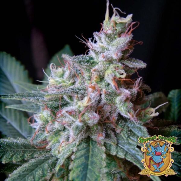 Cream Caramel F1 Fast Version - Sweet Seeds Cannabis Samen kaufen im Online Shop