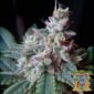 Cream Caramel F1 Fast Version - Sweet Seeds Cannabis Samen kaufen im Online Shop