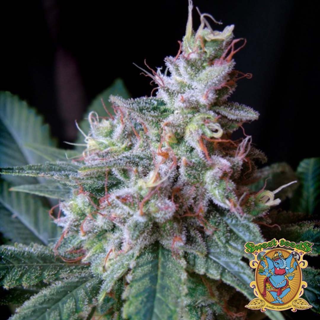 Cream Caramel F1 Fast Version - Sweet Seeds Cannabis Samen kaufen im Online Shop