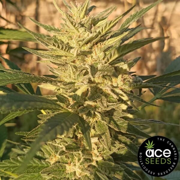 Creeper Gouge - ACE Seeds Cannabis Samen Produktbild