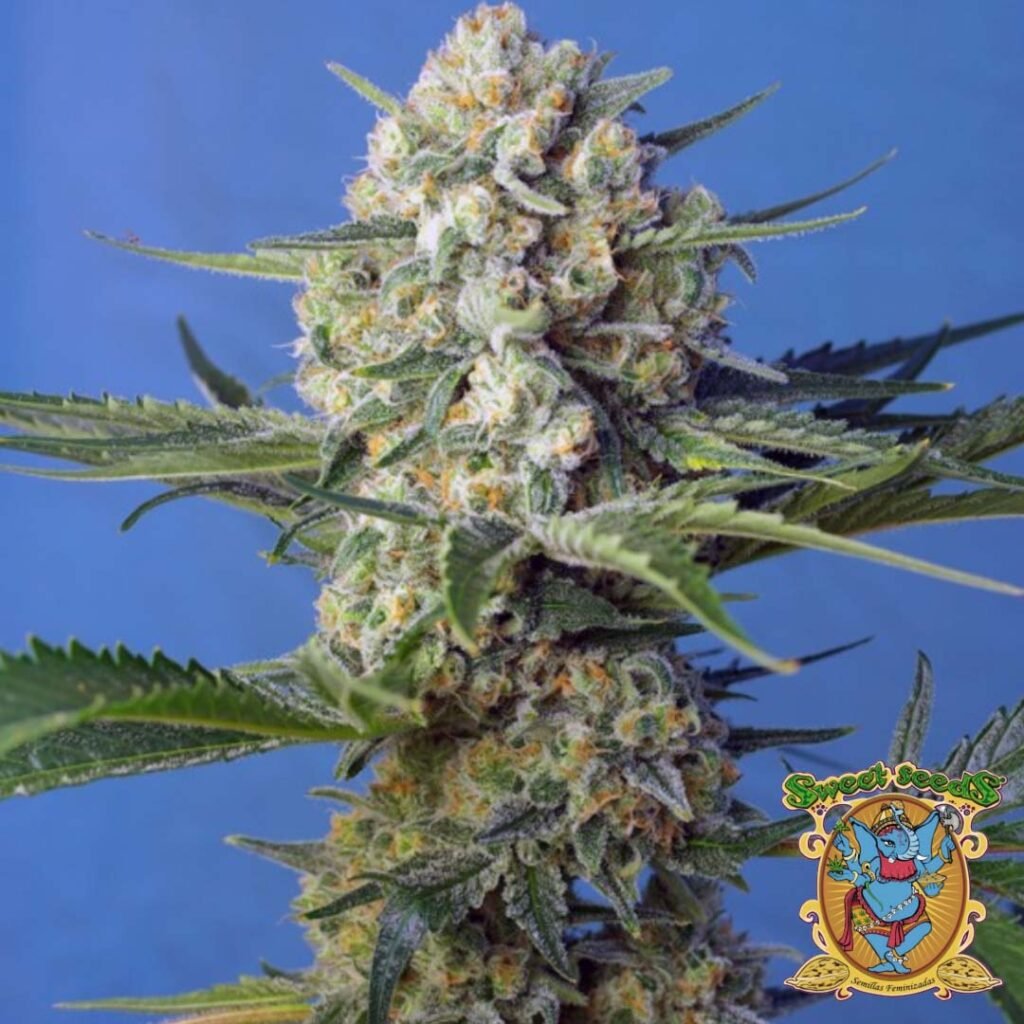 Crystal Candy F1 Fast Version - Sweet Seeds Cannabis Samen kaufen im Online Shop