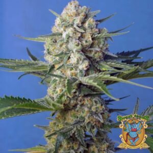 Crystal Candy F1 Fast Version - Sweet Seeds Cannabis Samen kaufen im Online Shop