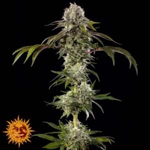 Durban Poison – Bild 2