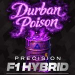 Durban Poison - Barneys Farm Precision F1 Hybrids Cannabis Samen kaufen