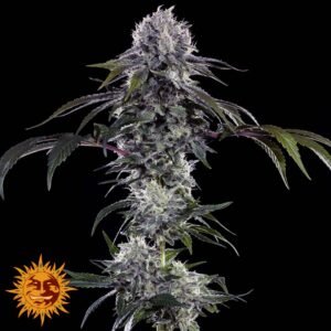 Durban Z - Barneys Farm Precision F1 Hybrids Cannabis Samen kaufen Produktbild Pflanzendarstellung Endblüte
