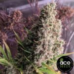 Golden Tiger - Ace Seeds Landrassen Cannabis Samen Produktbild