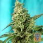 Green Poison F1 Fast Version - Sweet Seeds Cannabis Samen kaufen im Online Shop