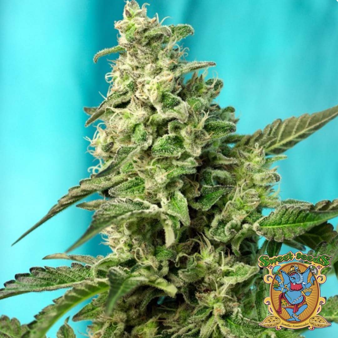 Green Poison F1 Fast Version - Sweet Seeds Cannabis Samen kaufen im Online Shop