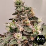 Kashmir Ace Seeds Cannabis Samen kaufen - Produktbild