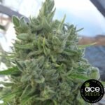 Killer A5 Haze Ace Seeds Cannabis Samen kaufen - Produktbild
