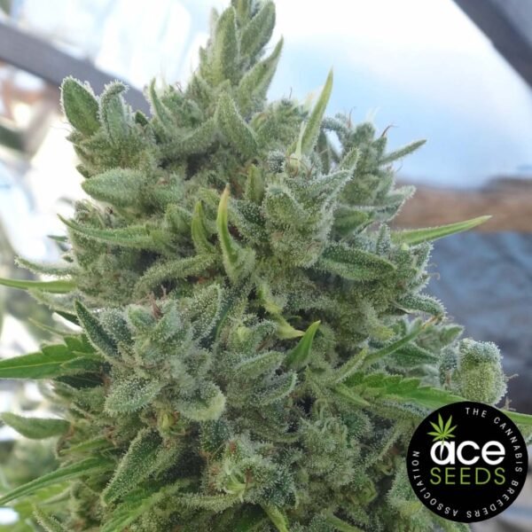 Killer A5 Haze Ace Seeds Cannabis Samen kaufen - Produktbild