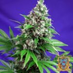 Killer Kush F1 Fast Version - Sweet Seeds Cannabis Samen kaufen im Online Shop