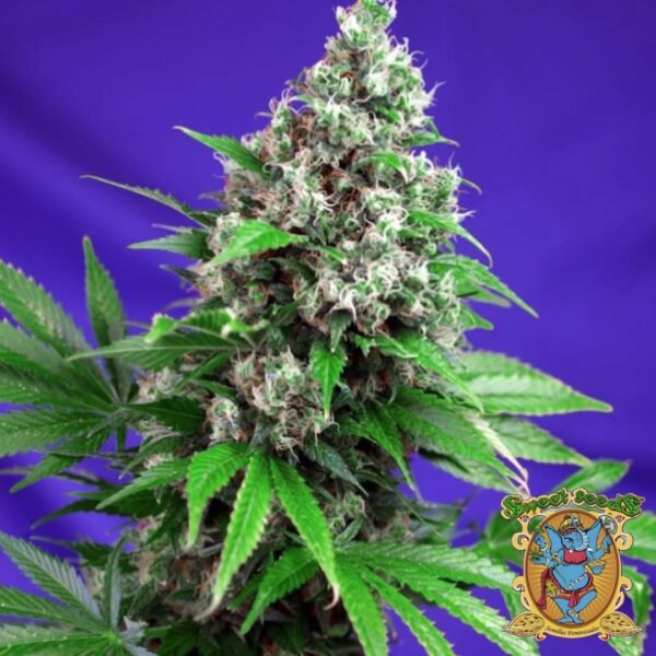 Killer Kush F1 Fast Version - Sweet Seeds Cannabis Samen kaufen im Online Shop