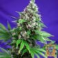 Killer Kush F1 Fast Version - Sweet Seeds Cannabis Samen kaufen im Online Shop