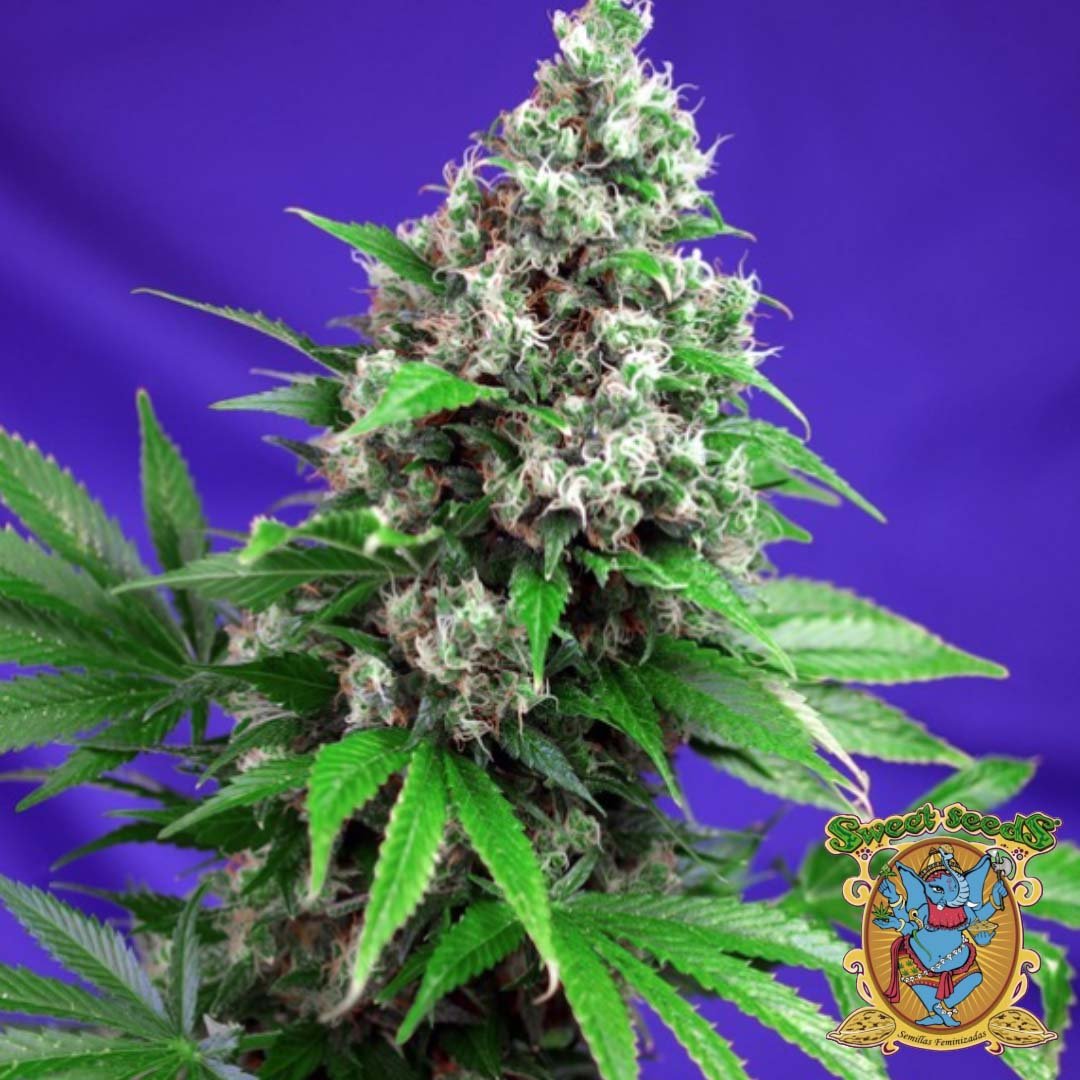 Killer Kush F1 Fast Version - Sweet Seeds Cannabis Samen kaufen im Online Shop