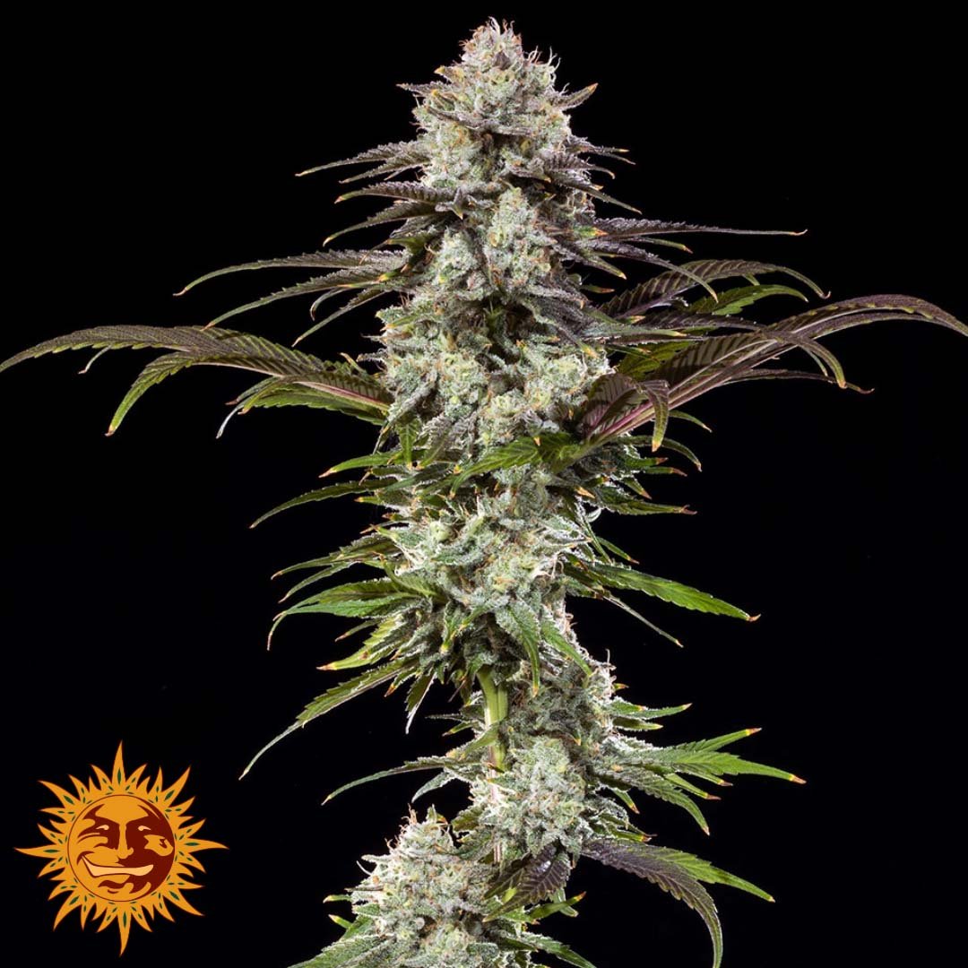 London Pound Cake - Barneys Farm Precision F1 Hybrids Cannabis Samen kaufen Produktbild Pflanzendarstellung Endblüte