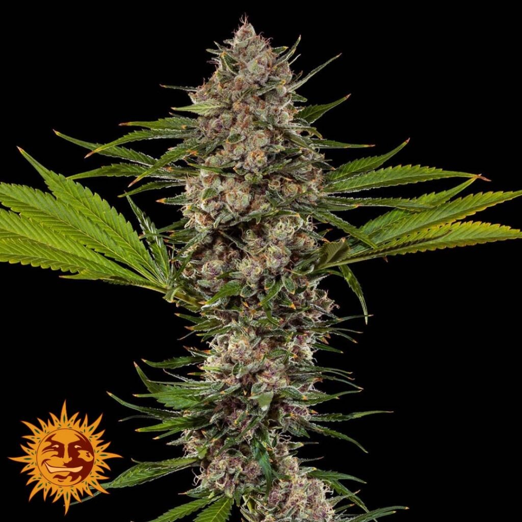 Mac 1 - Barneys Farm Precision F1 Hybrids Cannabis Samen kaufen Produktbild Pflanzendarstellung Endblüte