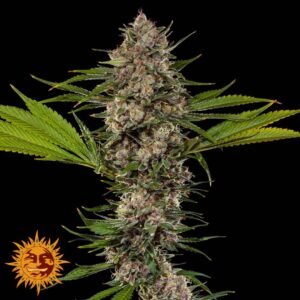 Mac 1 - Barneys Farm Precision F1 Hybrids Cannabis Samen kaufen Produktbild Pflanzendarstellung Endblüte