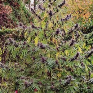 Panama Haze – Bild 2