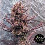 Panama Haze - Ace Seeds Cannabis Samen kaufen - Produktbild