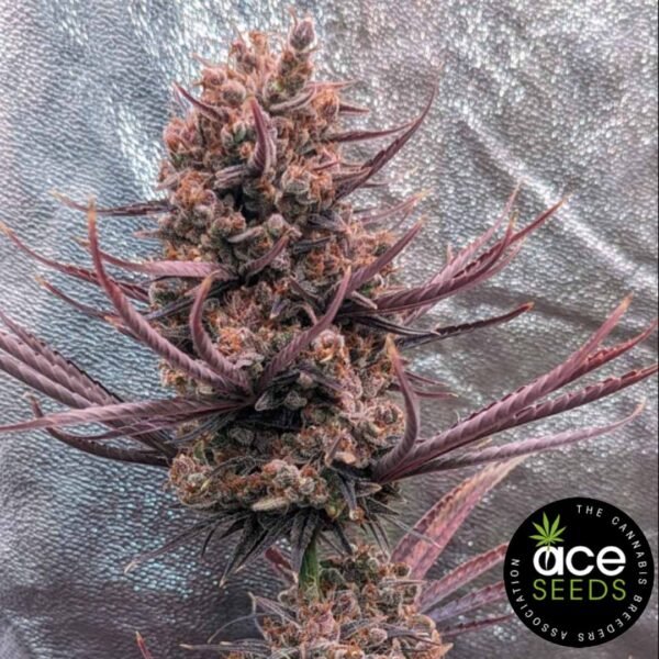 Panama Haze - Ace Seeds Cannabis Samen kaufen - Produktbild