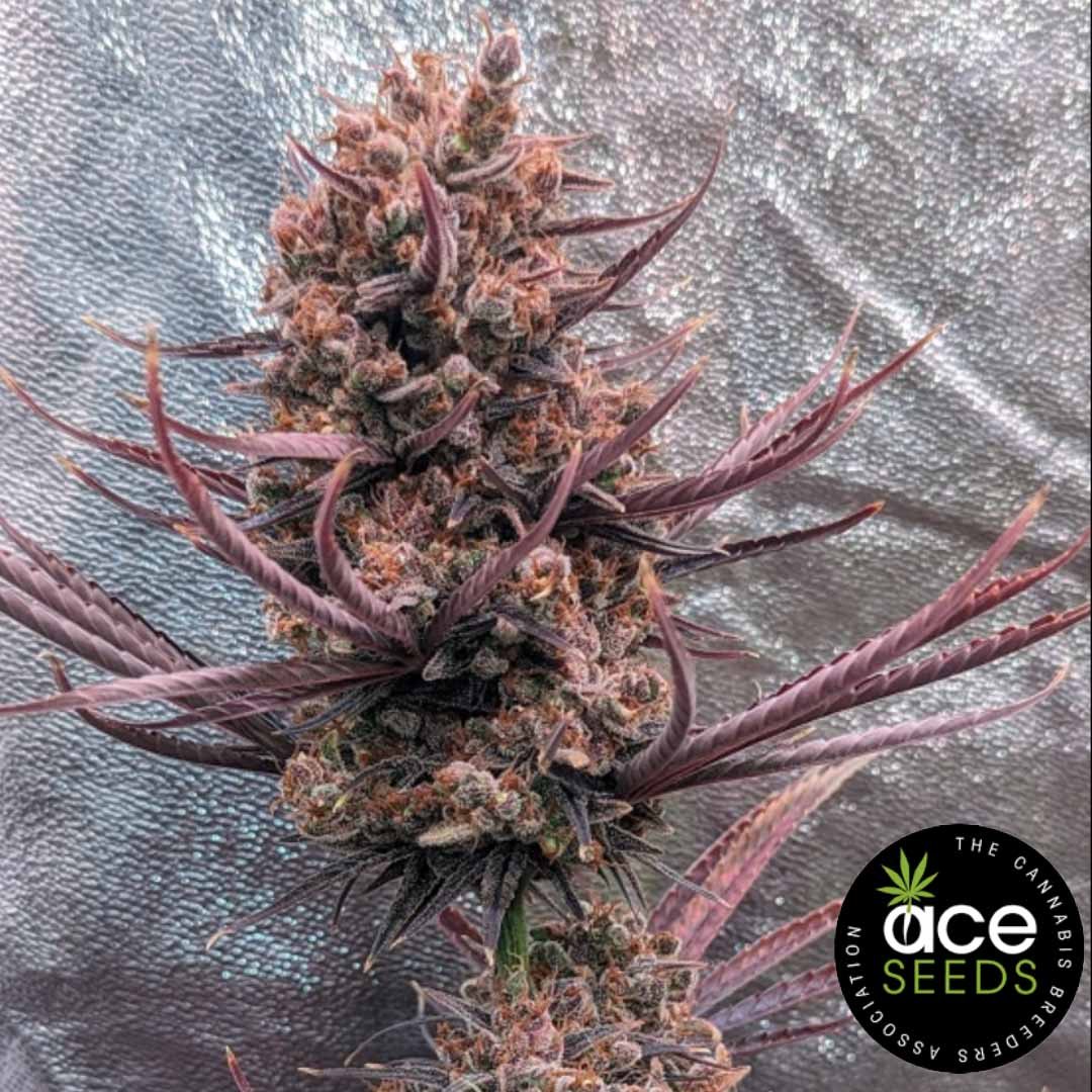 Panama Haze - Ace Seeds Cannabis Samen kaufen - Produktbild