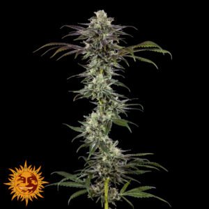 RS11 - Barneys Farm Precision F1 Hybrids Cannabis Samen kaufen Produktbild Pflanzendarstellung Endblüte