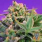 Sweet Cheese F1 Fast Version - Sweet Seeds Cannabis Samen kaufen im Online Shop