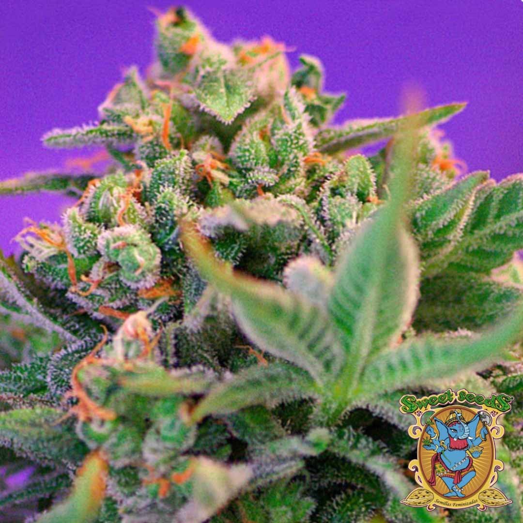 Sweet Cheese F1 Fast Version - Sweet Seeds Cannabis Samen kaufen im Online Shop