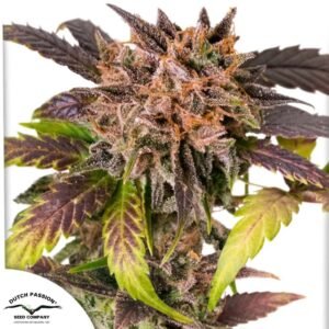 Auto GrapefruitZ - Dutch Passion Cannabis Samen kaufen im Online Shop auf bio-gartenwelt.de