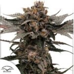 Auto Slush Mint Cake - Dutch Passion Cannabis Samen kaufen im Online Shop auf bio-gartenwelt.de