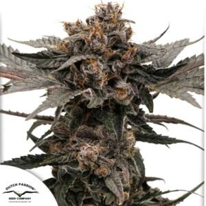 Auto Slush Mint Cake - Dutch Passion Cannabis Samen kaufen im Online Shop auf bio-gartenwelt.de