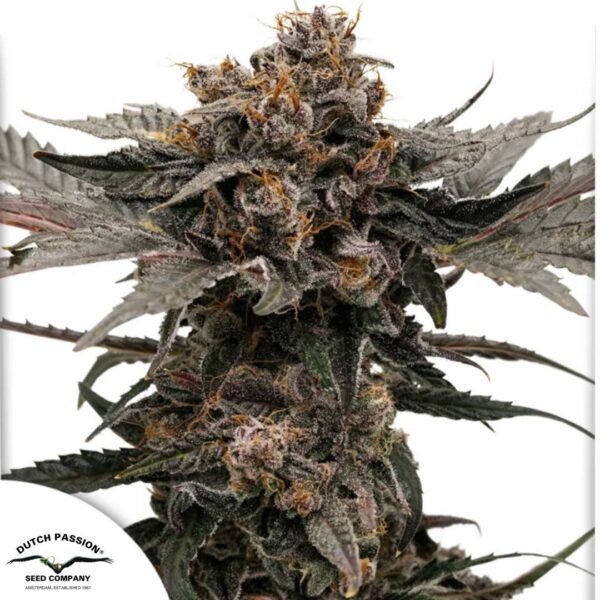 Auto Slush Mint Cake - Dutch Passion Cannabis Samen kaufen im Online Shop auf bio-gartenwelt.de