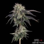 Baller's Game von Happy Valley Genetics kaufen im Cannabis Samen Online Shop