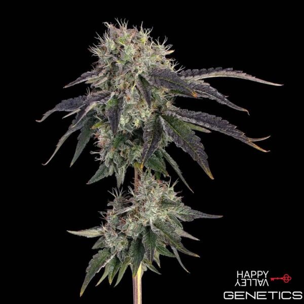 Baller's Game von Happy Valley Genetics kaufen im Cannabis Samen Online Shop