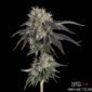 Baller's Game von Happy Valley Genetics kaufen im Cannabis Samen Online Shop