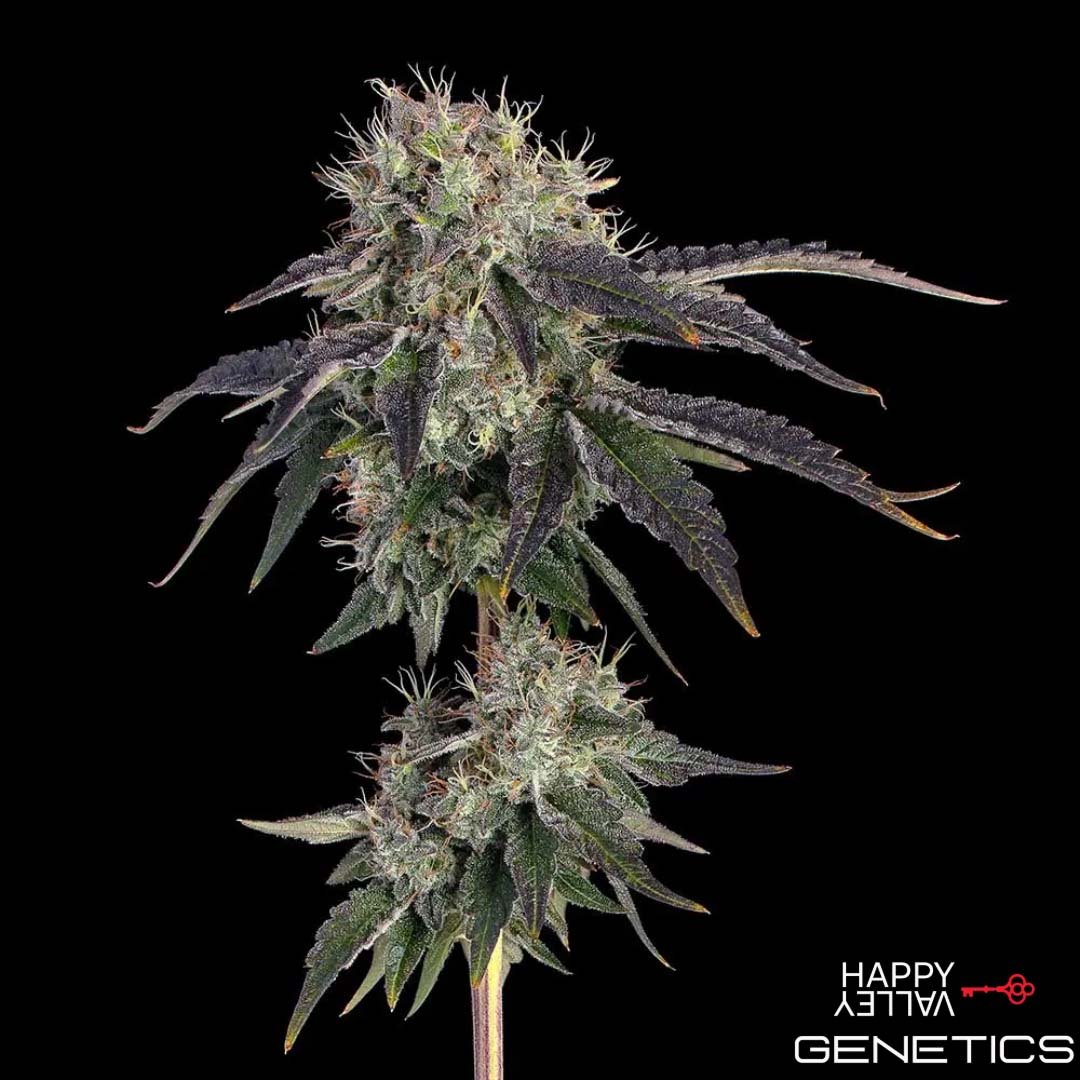Baller's Game von Happy Valley Genetics kaufen im Cannabis Samen Online Shop