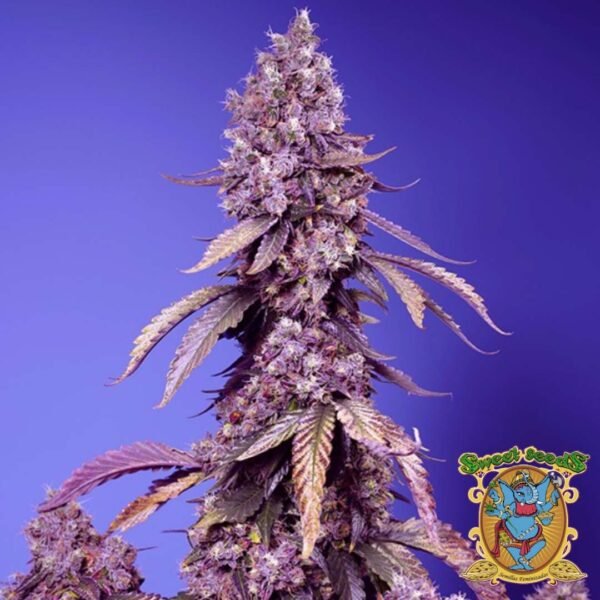 Black Muffin F1 Fast Version - Sweet Seeds Cannabis Samen kaufen im Online Shop