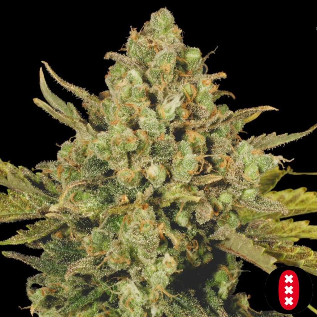 CBD Warlock - Serious Seeds kaufen im Cannabis Samen Online Shop