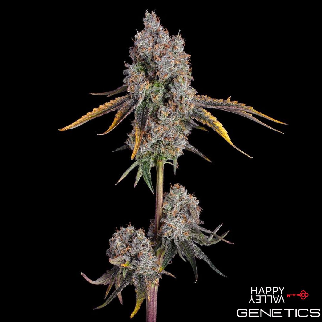 Candy Games #25 von Happy Valley Genetics kaufen im Cannabis Samen Online Shop