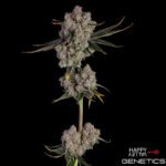 Candy Games #38 von Happy Valley Genetics kaufen im Cannabis Samen Online Shop