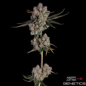 Candy Games #38 von Happy Valley Genetics kaufen im Cannabis Samen Online Shop