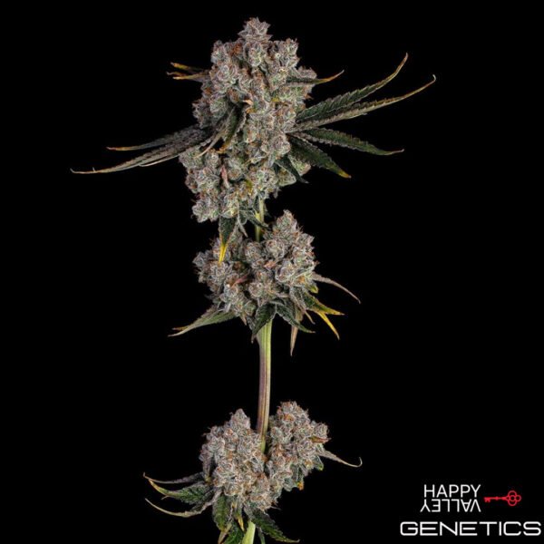 Candy Games #38 von Happy Valley Genetics kaufen im Cannabis Samen Online Shop Candy Games #38 von Happy Valley Genetics kaufen im Cannabis Samen Online Shop