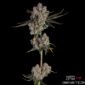 Candy Games #38 von Happy Valley Genetics kaufen im Cannabis Samen Online Shop