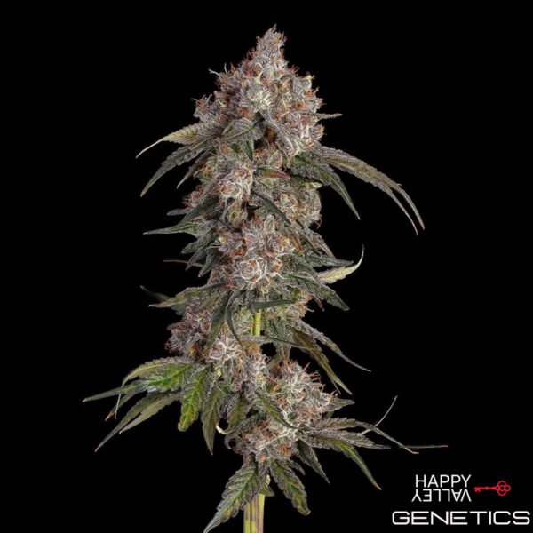 Game Over von Happy Valley Genetics kaufen im Cannabis Samen Online Shop