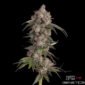 Game Over von Happy Valley Genetics kaufen im Cannabis Samen Online Shop