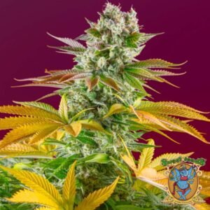 Gorilla Girl F1 Fast Version - Sweet Seeds Cannabis Samen kaufen im Online Shop