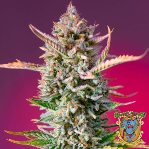 Gorilla Sherbet F1 Fast Version - Sweet Seeds Cannabis Samen kaufen im Online Shop Gorilla Sherbet F1 Fast Version - Sweet Seeds Cannabis Samen kaufen im Online Shop