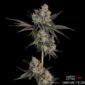 Knockout von Happy Valley Genetics kaufen im Cannabis Samen Online Shop